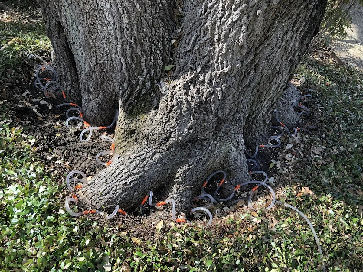 Detailed Tree Cabling and Bracing job site in Carpio