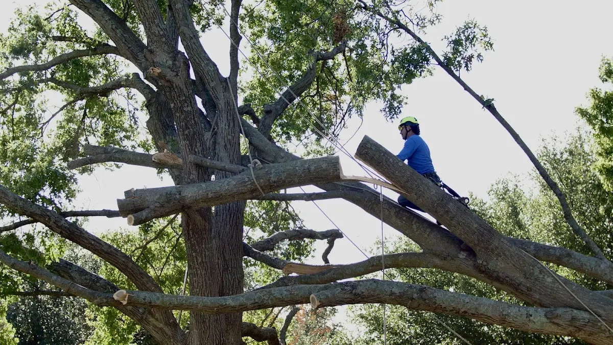 Professional Crown Thinning performed by certified arborists in Carpio