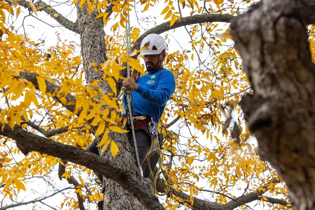Skilled Tree Transplanting crew working in Carpio