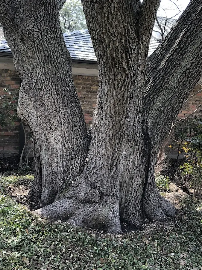 Mature heritage tree close to a Carpio property cared for by certified arborists